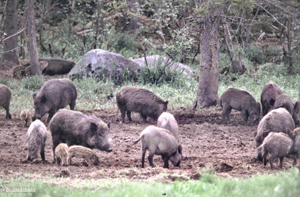 feral-hogs